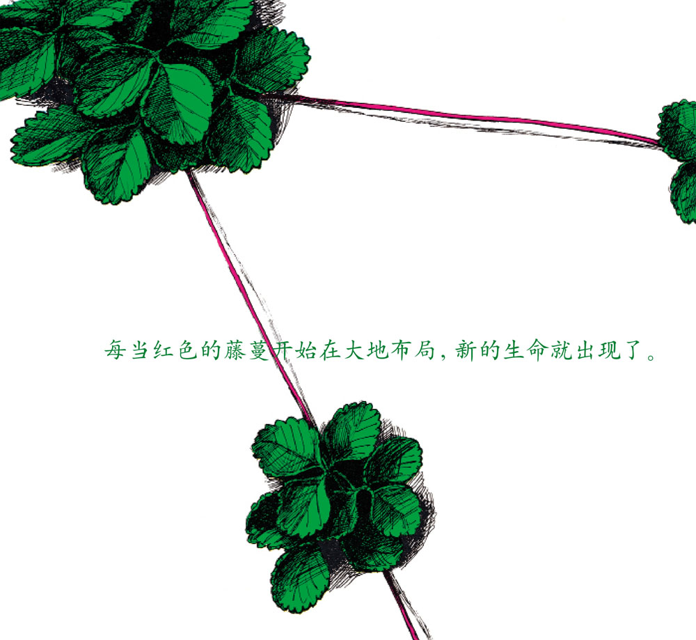 草莓 (08),绘本,绘本故事,绘本阅读,故事书,童书,图画书,课外阅读